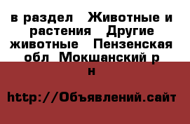  в раздел : Животные и растения » Другие животные . Пензенская обл.,Мокшанский р-н